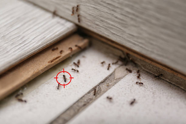 Best Pest Removal Services  in Van Buren, MO