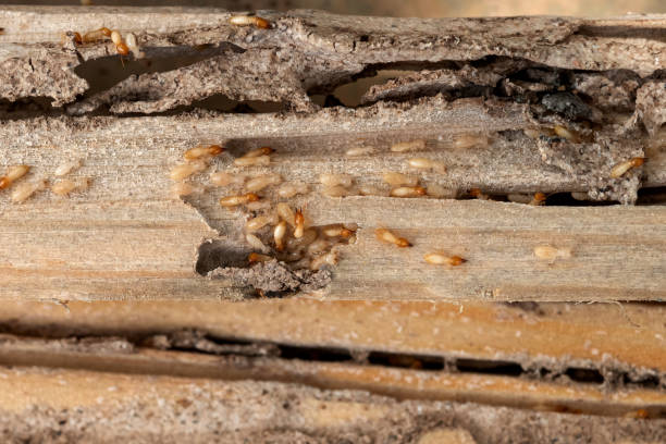 Best Termite Control Services  in Van Buren, MO